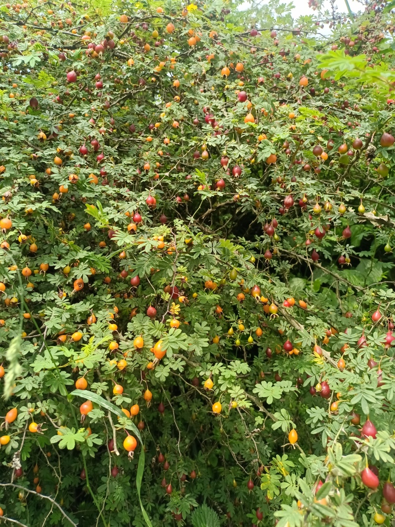 贵州毕节野生金樱子