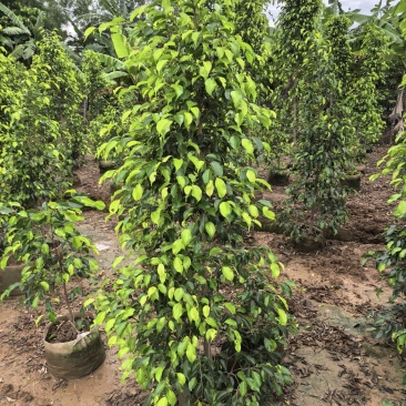 垂叶榕绿化苗木垂叶榕自家基地直供量大优惠