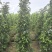 垂叶榕绿化苗木垂叶榕自家基地直供量大优惠