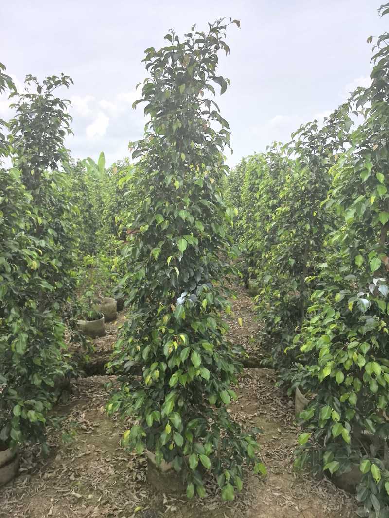 垂叶榕绿化苗木垂叶榕自家基地直供量大优惠