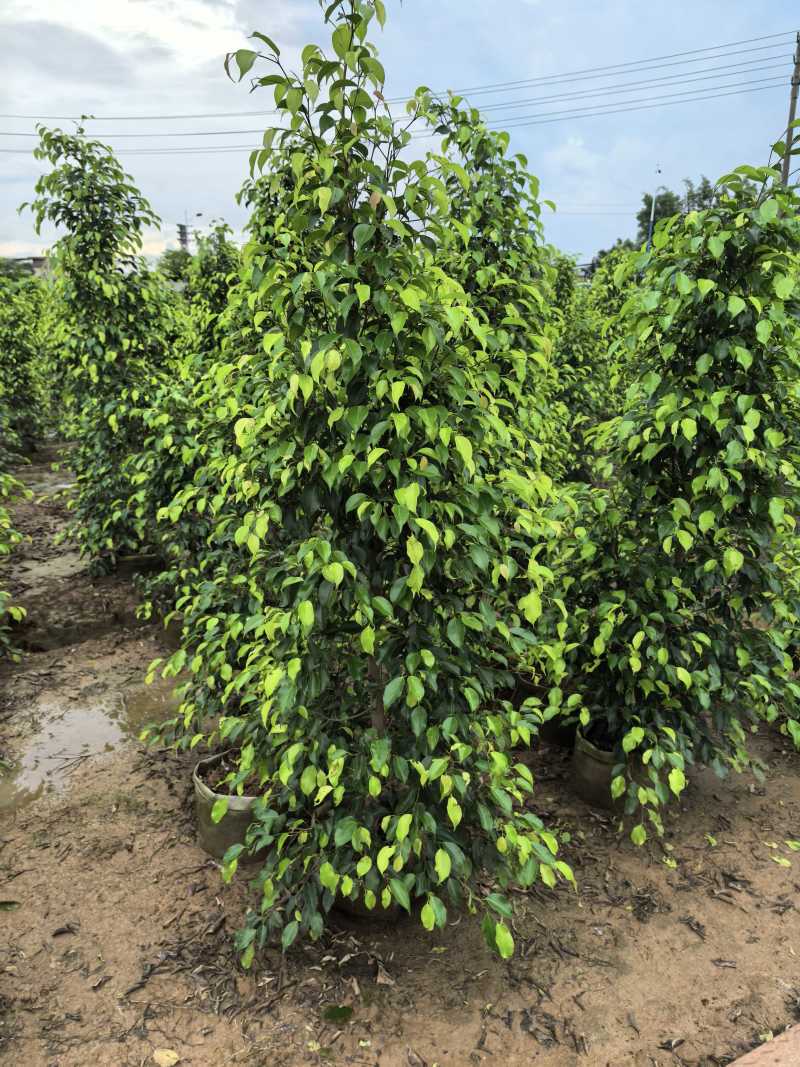 垂叶榕绿化苗木垂叶榕自家基地直供量大优惠