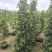 垂叶榕绿化苗木垂叶榕自家基地直供量大优惠