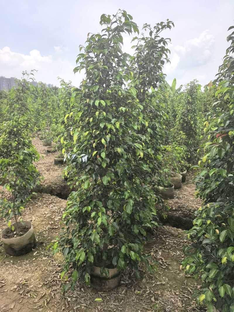 垂叶榕绿化苗木垂叶榕自家基地直供量大优惠