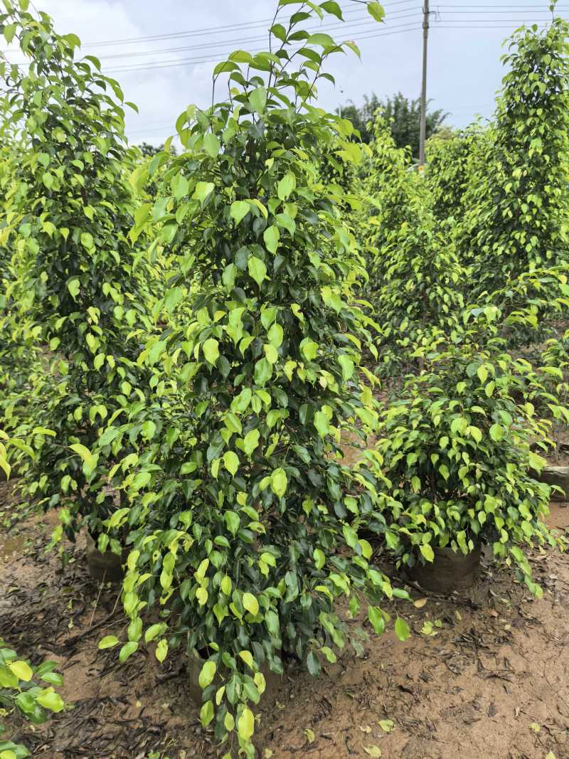 垂叶榕绿化苗木垂叶榕自家基地直供量大优惠