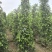 垂叶榕绿化苗木垂叶榕自家基地直供量大优惠