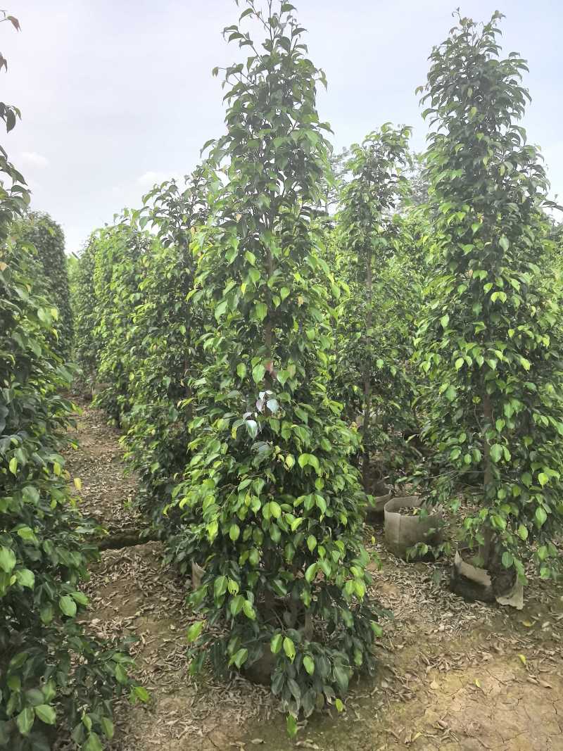 垂叶榕绿化苗木垂叶榕自家基地直供量大优惠