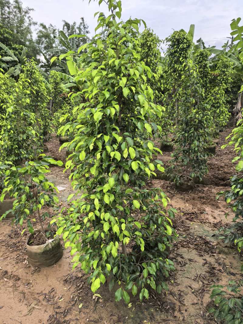 垂叶榕绿化苗木垂叶榕自家基地直供量大优惠
