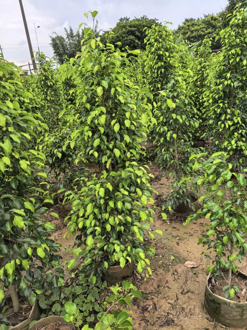 垂叶榕绿化苗木垂叶榕自家基地直供量大优惠