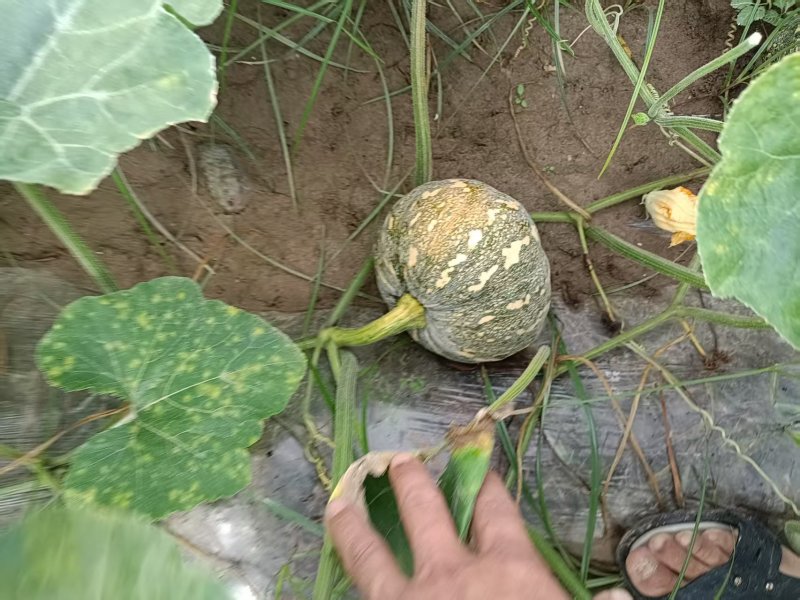 湖南岳阳君山区盘龙南瓜大量接单产地直发欢迎来电咨询