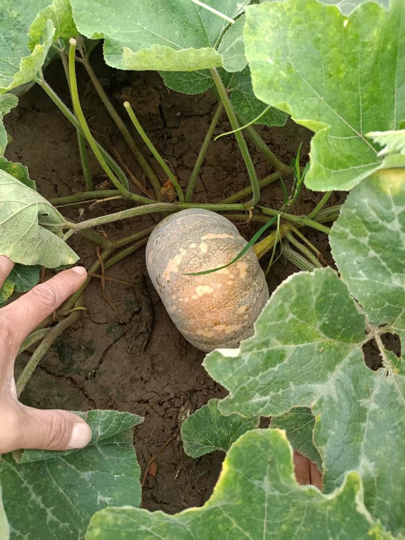 湖南岳阳君山区盘龙南瓜大量接单产地直发欢迎来电咨询