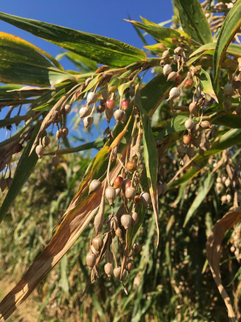 宁化薏米糯薏米批发零售