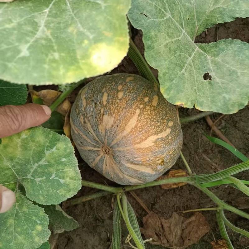 【推荐】盘龙南瓜大量供应代发直发货源充足价格美丽欢迎来电
