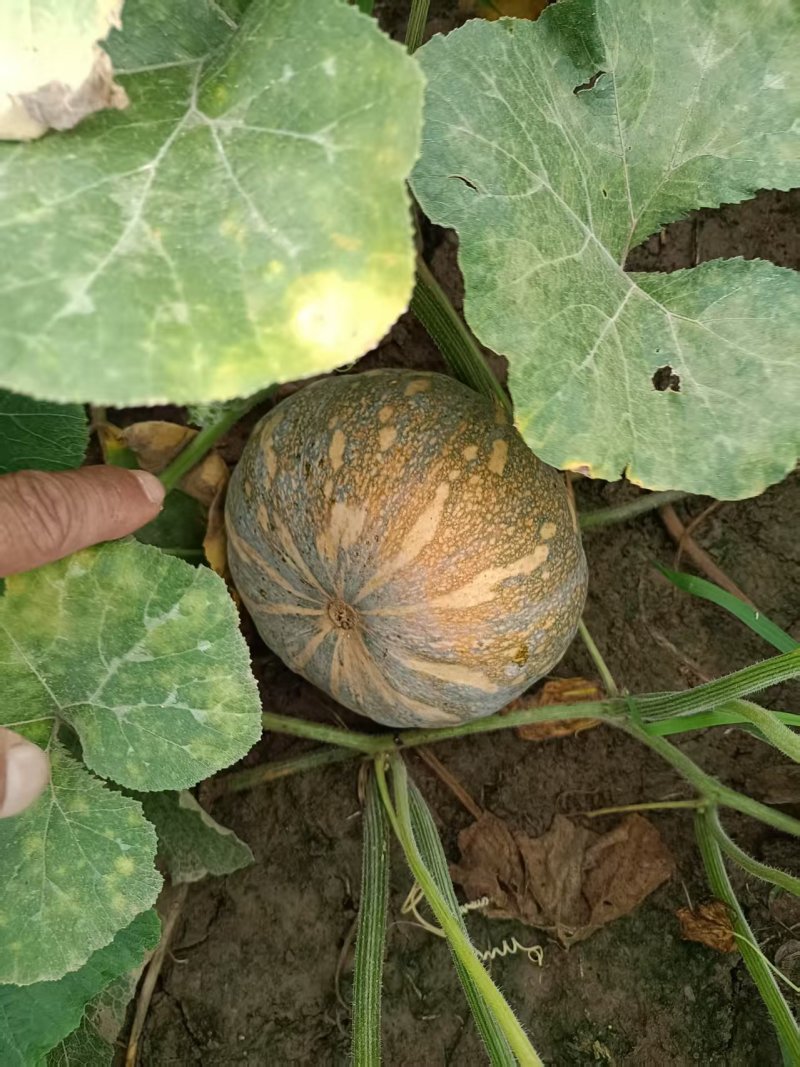 【推荐】盘龙南瓜大量供应代发直发货源充足价格美丽欢迎来电