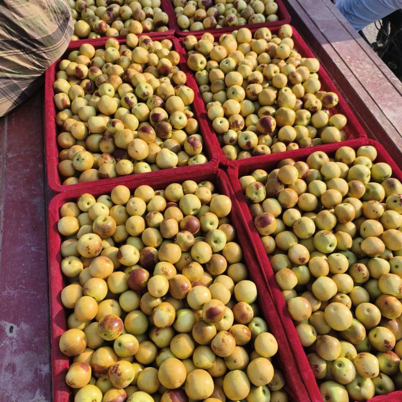 【精品】渭南大荔冬枣大量上市/大荔冬枣/优质鲜枣欢迎选购