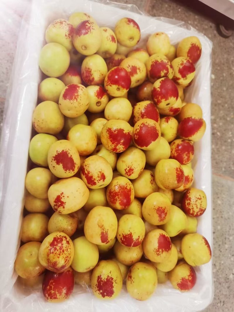 【精品】渭南大荔冬枣大量上市/大荔冬枣/优质鲜枣欢迎选购