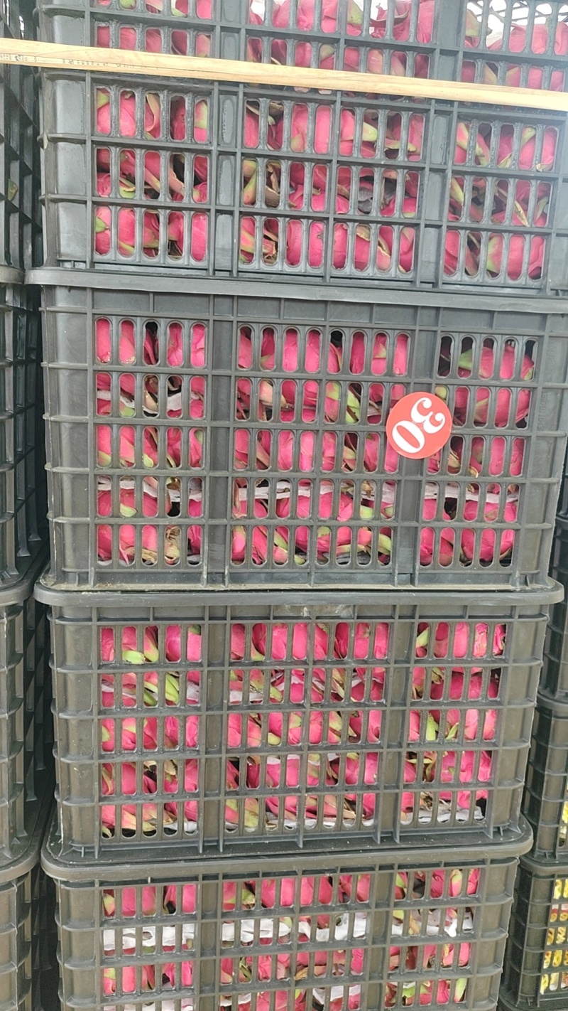 广西火龙果大量供应，一条龙服务。