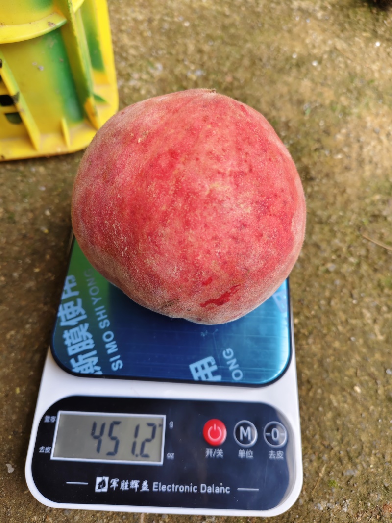 《精品美脆桃》产地直供，货源充足/全国供应/欢迎采购