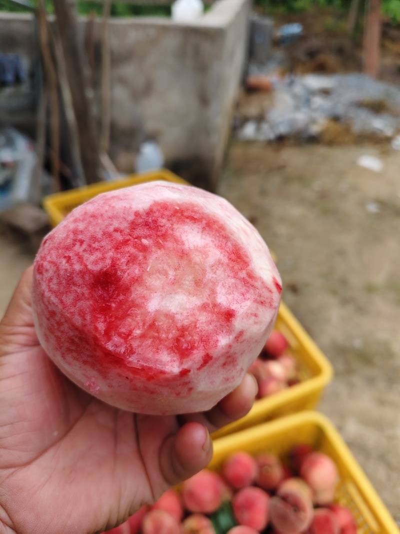 《精品美脆桃》产地直供，货源充足/全国供应/欢迎采购
