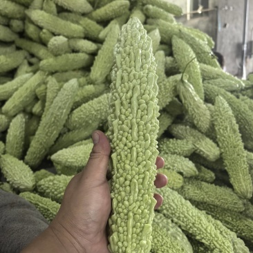 湖北荆州白苦瓜大量有货