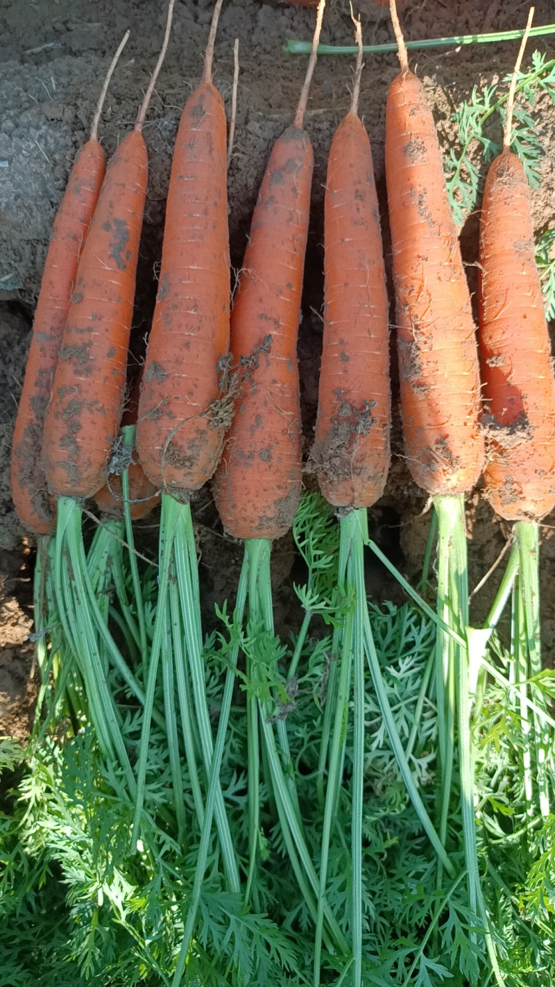 胡萝卜