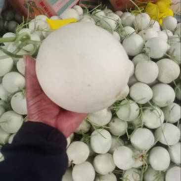 玉菇甜瓜聊城甜瓜甜瓜玉菇脆甜可口可对接电商