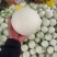 玉菇甜瓜聊城甜瓜甜瓜玉菇脆甜可口可对接电商