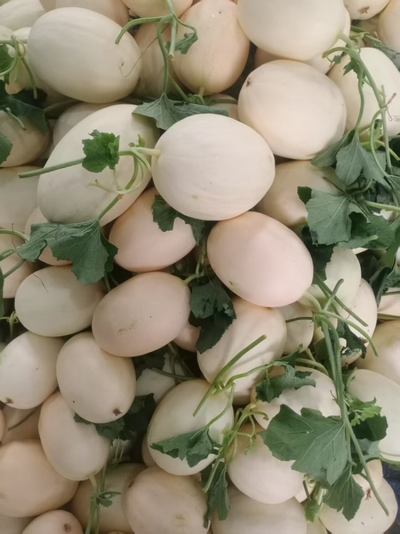 玉菇甜瓜聊城甜瓜甜瓜玉菇脆甜可口可对接电商