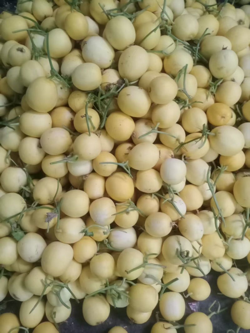 玉菇甜瓜聊城甜瓜甜瓜玉菇脆甜可口可对接电商