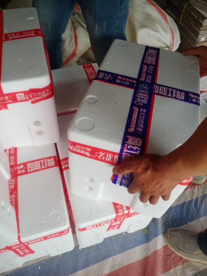 玉菇甜瓜聊城甜瓜甜瓜玉菇脆甜可口可对接电商
