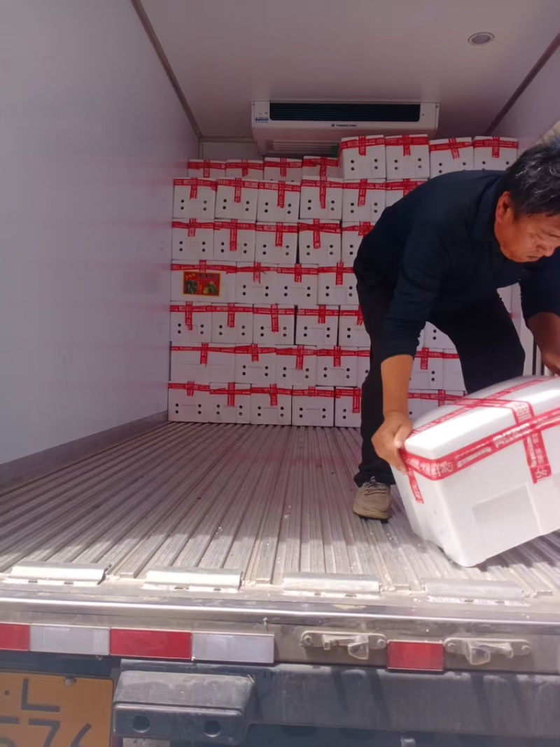 玉菇甜瓜聊城甜瓜甜瓜玉菇脆甜可口可对接电商