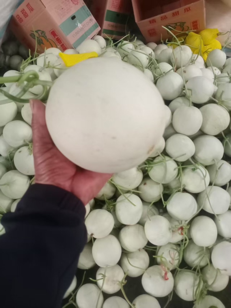 玉菇甜瓜聊城甜瓜甜瓜玉菇脆甜可口可对接电商