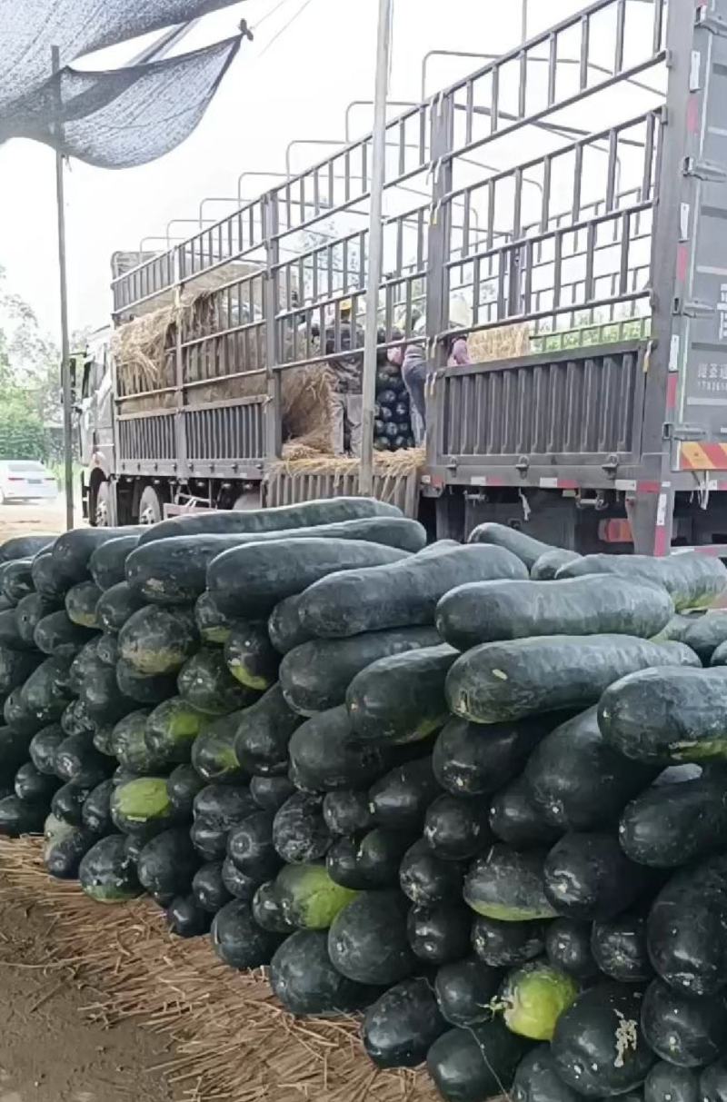 黑皮冬瓜湖北冬瓜产地直发品质保障视频看货选货