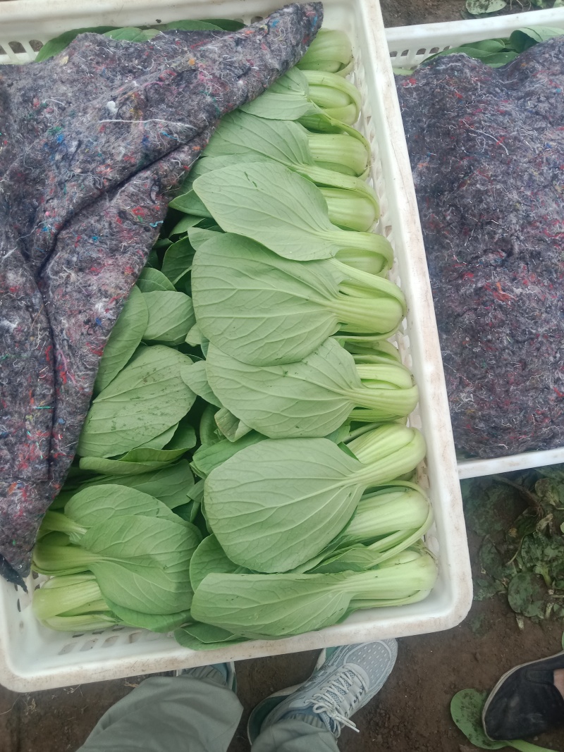 上海青油菜黑绿常年供应现货现发颗型优美