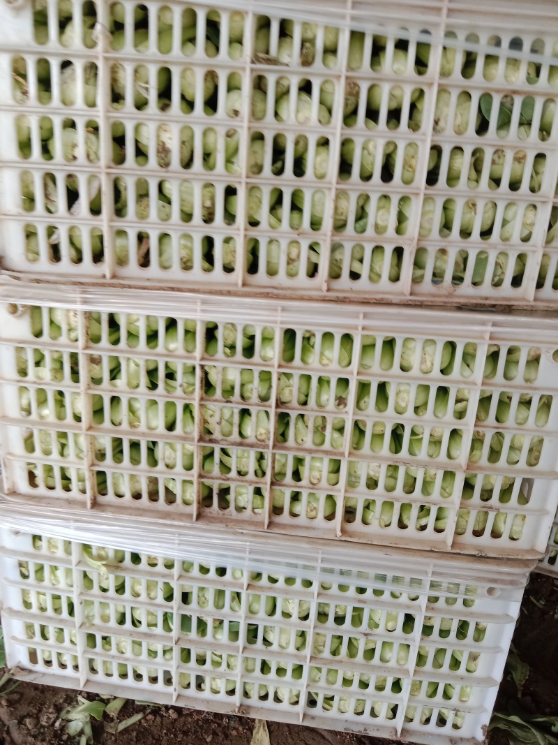 上海青油菜黑绿常年供应现货现发颗型优美