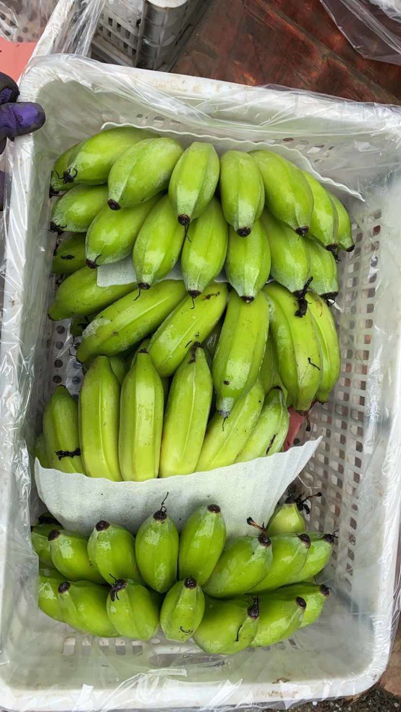 云南河口精品香蕉芭蕉