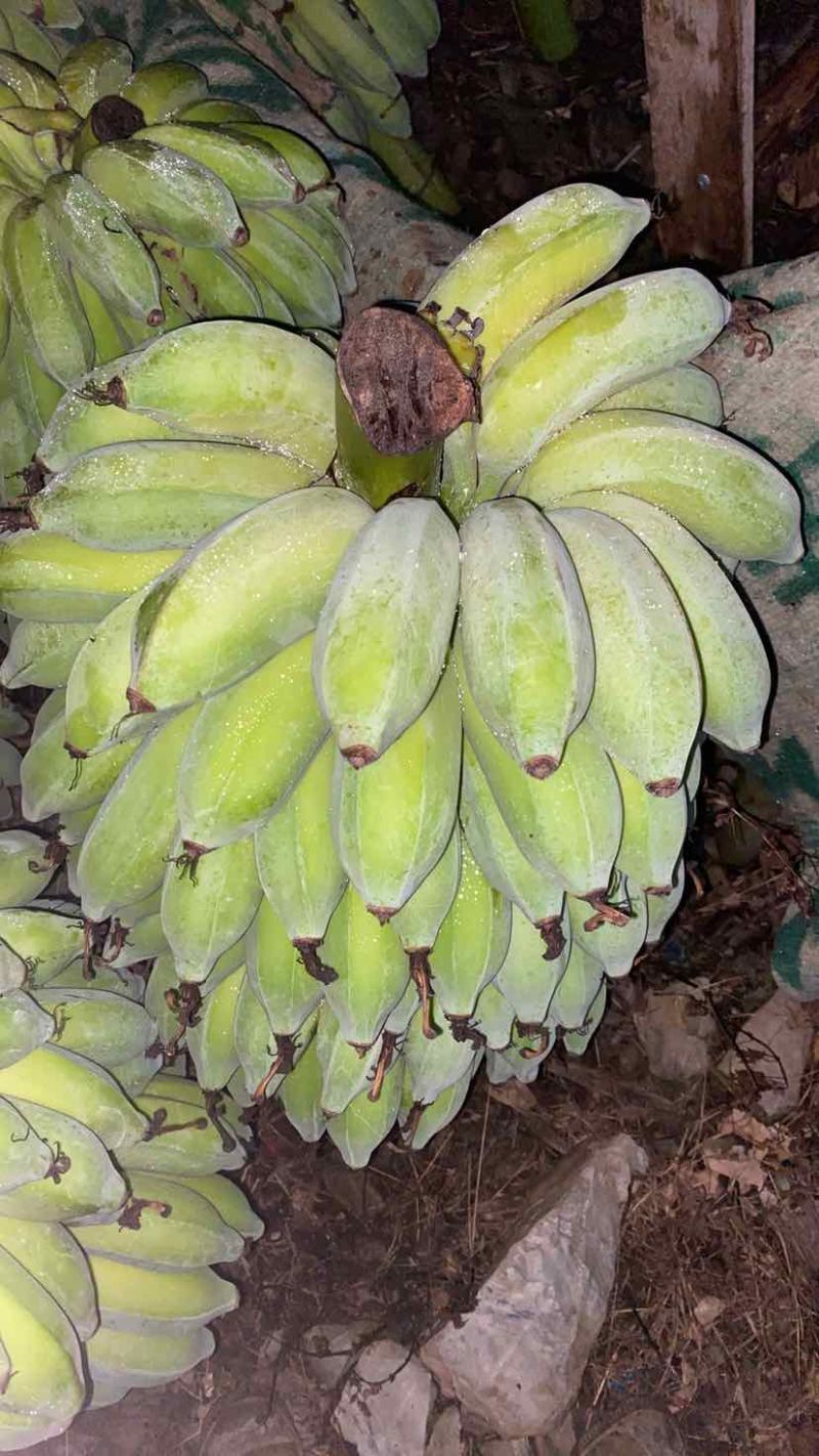 云南河口精品香蕉芭蕉