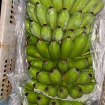 云南河口精品香蕉芭蕉