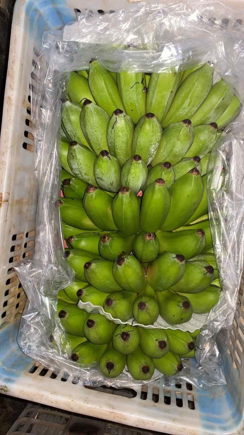 云南河口精品香蕉芭蕉
