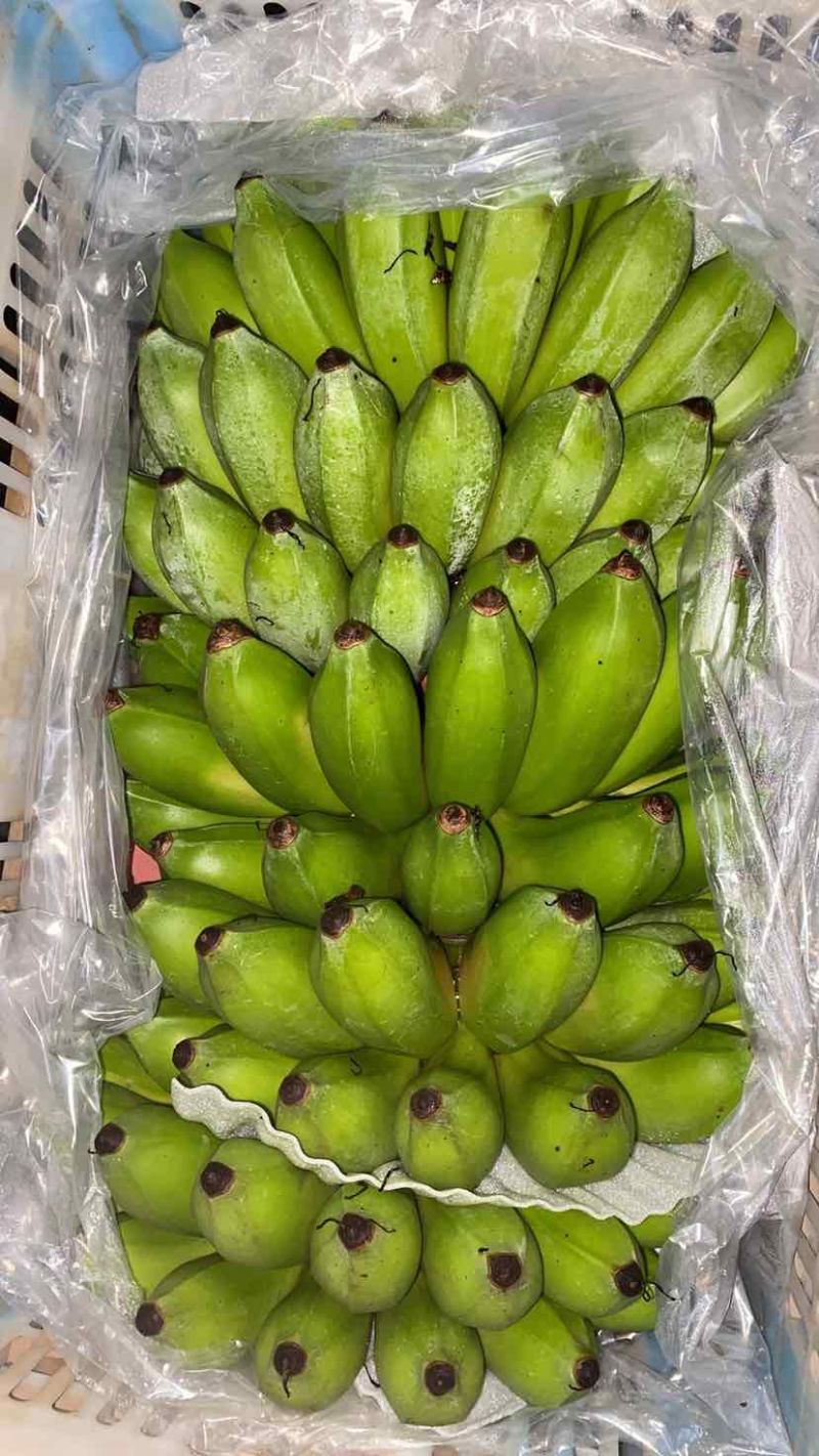 云南河口精品香蕉芭蕉