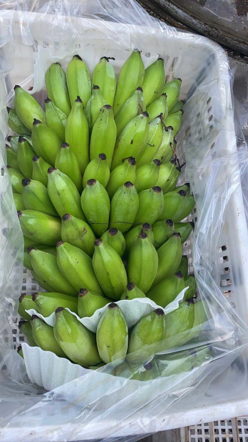 云南河口精品香蕉芭蕉