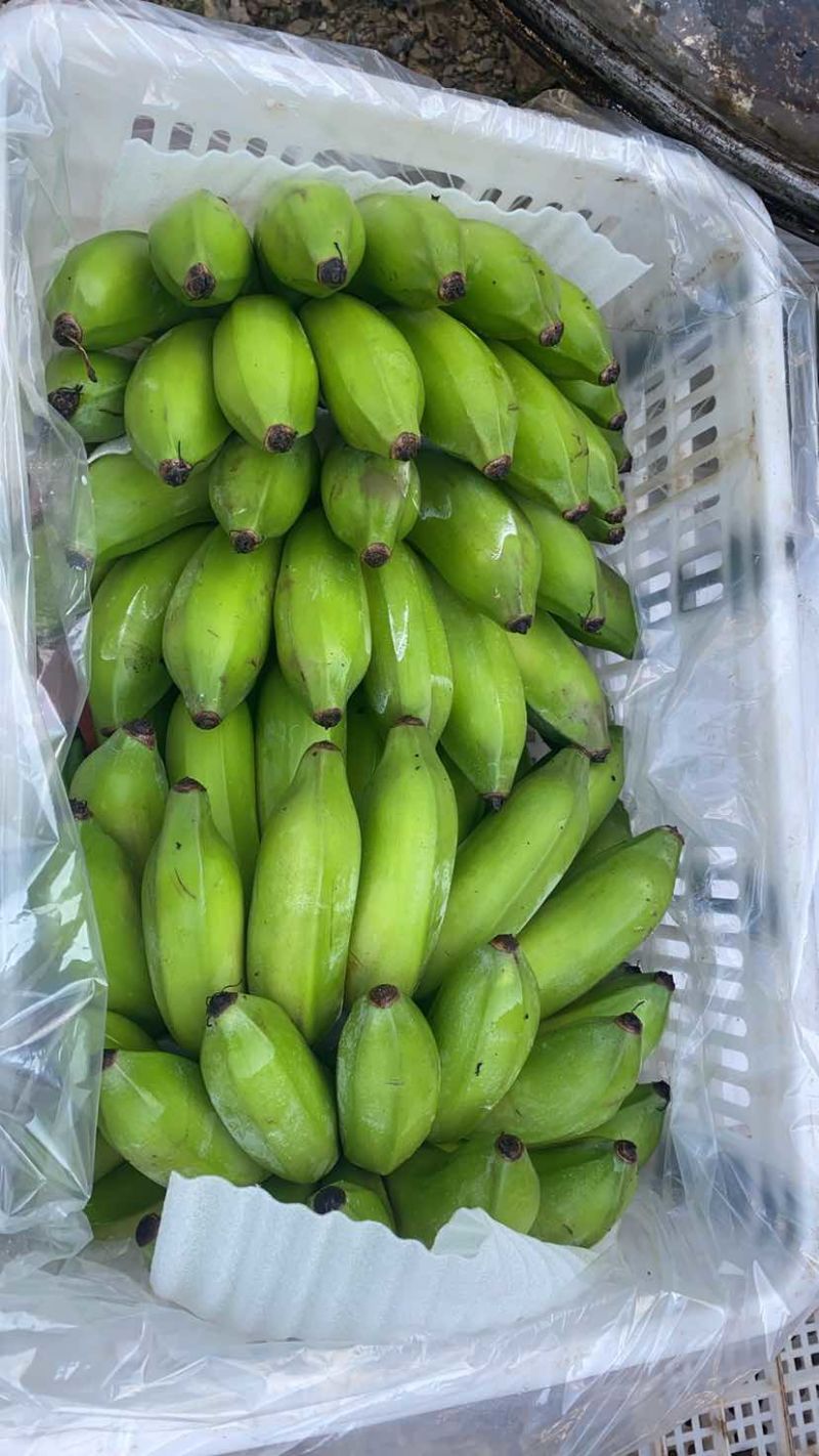 云南河口精品香蕉芭蕉