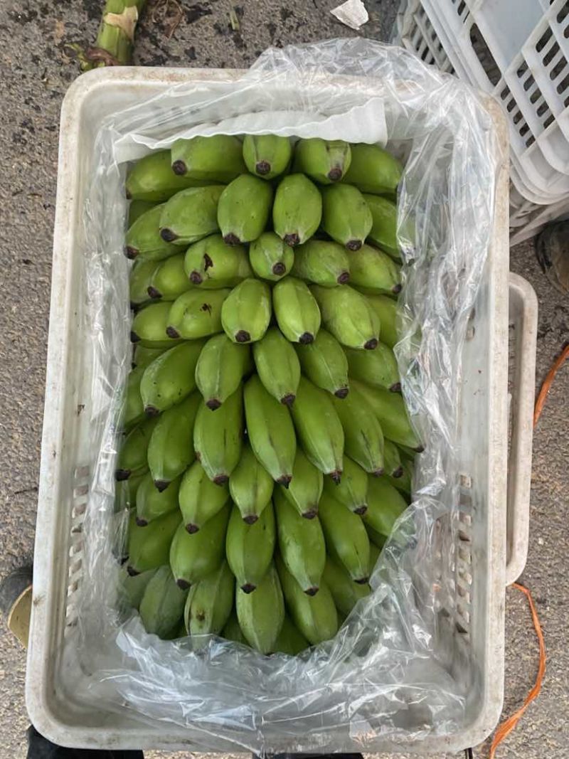 云南河口精品香蕉芭蕉