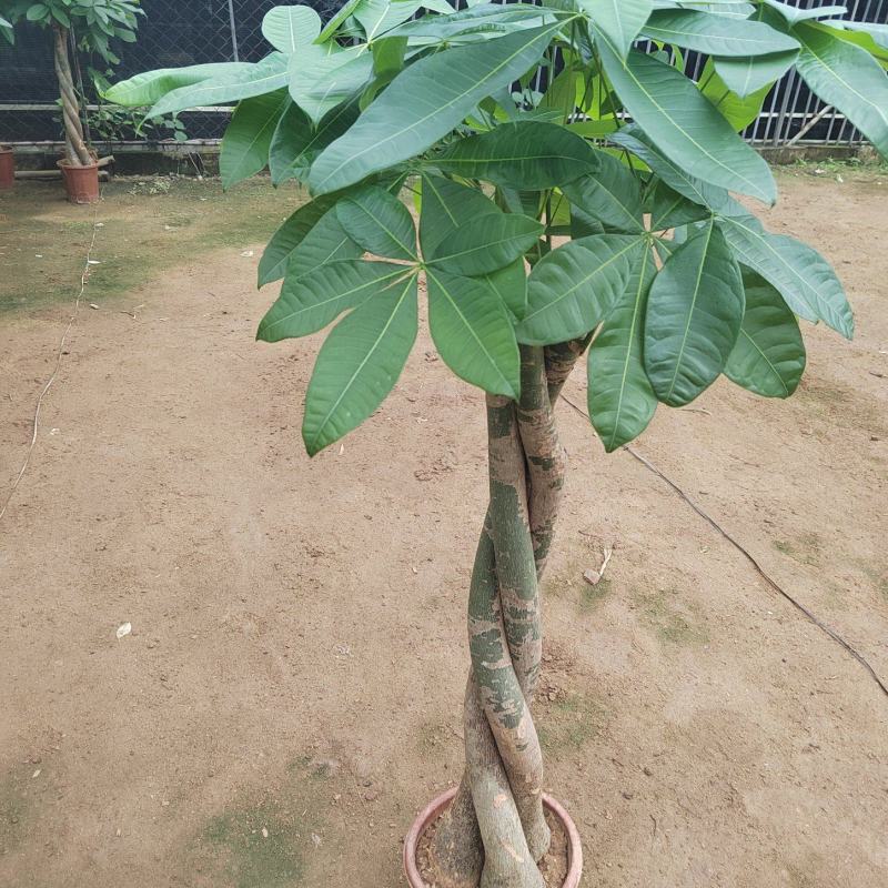 发财树