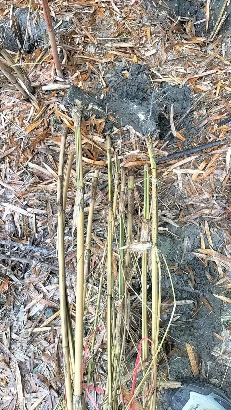 琴丝竹，成都郫县琴丝竹货源充足，诚信经营，琴丝竹价格