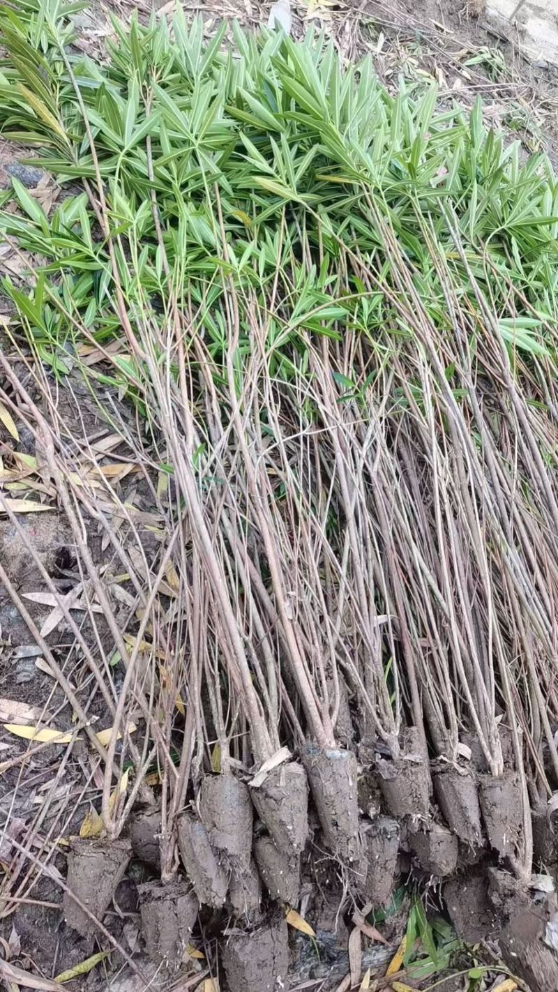 夹竹桃