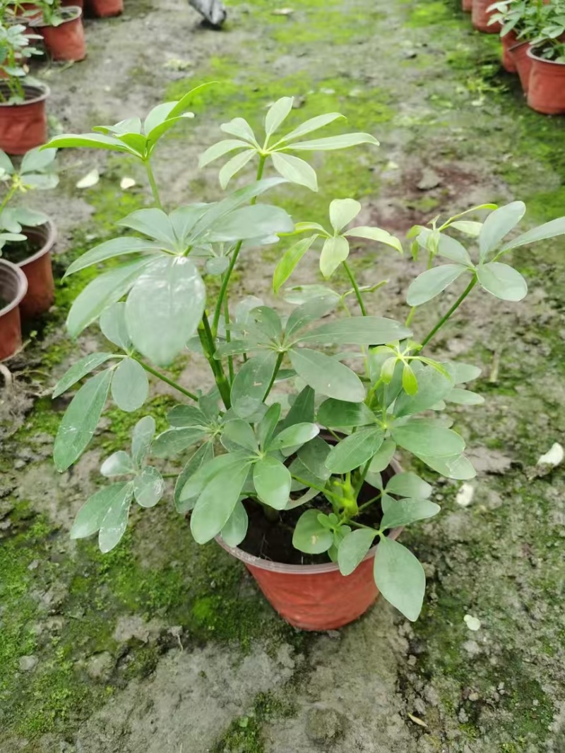 鸭脚木成都基地货源，鸭脚木杯苗价格，鸭脚木地苗