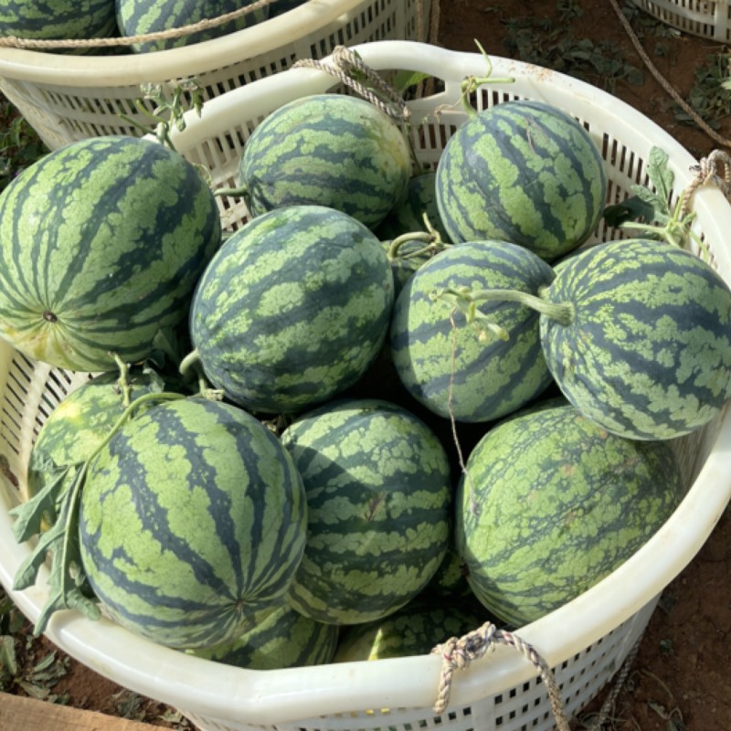 美都西瓜