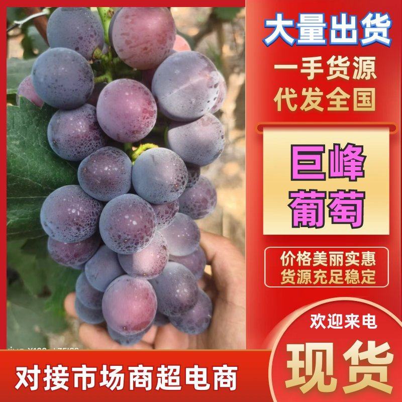 巨峰葡萄产地直发大量现货可视频看货精品葡萄
