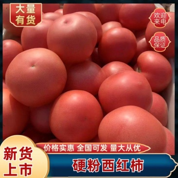 山东精品西红柿大红硬粉西红柿番茄大量上市全国发货