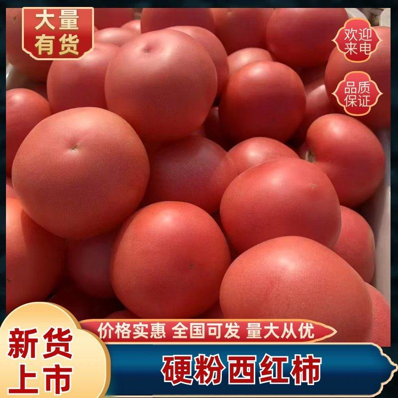 山东精品西红柿大红硬粉西红柿番茄大量上市全国发货